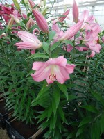 [4163 Tabledance Mak No201.JPG]